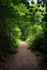 Path through woodland in the summer