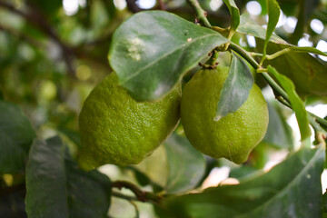 Close-up of green lemons hanging on tree in lemon farm. Lemon tree with green lemons in the garden in Italy. Cultivating lemon tree in garden in autumn. Farming and gardening. 