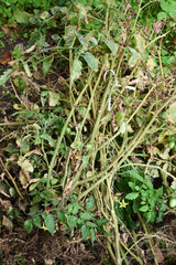 Preparing garden for winter in autumn. Tearing out old not ripen tomato plants in the end of season. Tomato plants with roots. Farming and gardening. Garden works. 
