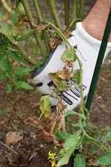 Preparing garden for winter in autumn. Tearing out old not ripen tomato plants in the end of season. Close-up the hands of a young farmer in white working cotton gloves. Farming and gardening.