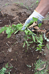 Preparing garden for winter in autumn. Tearing out weeds. Close-up the hands of a young farmer in white working cotton gloves. Farming and gardening. Garden works.  