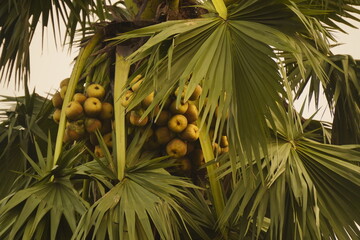 The palm tree: A majestic tropical palm tree with fan-shaped leaves, bearing clusters of round, hydrating, and cooling fruits.