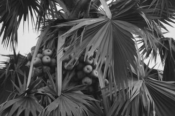 The palm tree: A majestic tropical palm tree with fan-shaped leaves, bearing clusters of round, hydrating, and cooling fruits.