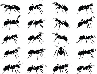 Collection of black ant silhouettes vector set, isolated insect icons for wildlife, pest control, nature education, and entomology design illustrations
