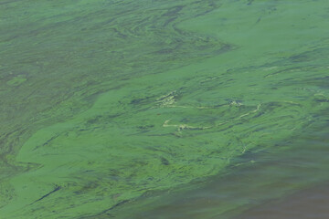 Water surface covered with green algae blooms in a natural setting