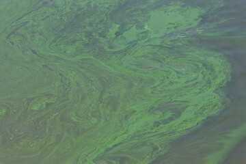 Naklejka premium Water surface covered with green algae in a natural setting