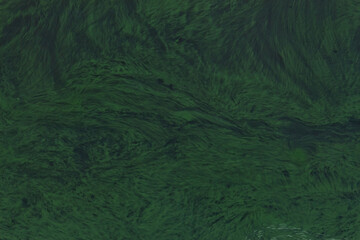 Green algae covering a calm lake surface under bright sunlight