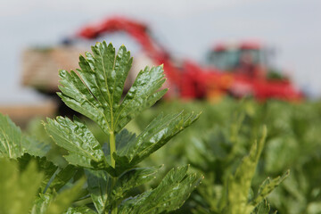 Harvesting celery from the field. Agricultural work. Celery stalks. Agricultural industry.