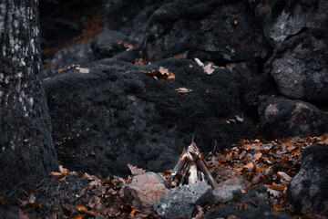 Campfire Preparation in the Forest