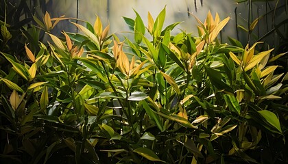 Vibrant Syzygium Plants - A Burst of Color and Life.