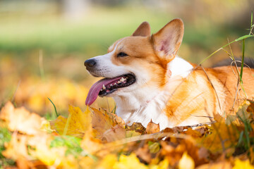 Welsh Corgi on an autumn walk
