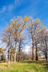 autumn landscape on a sunny day