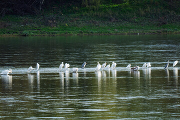 birds on the river: swans, herons, ducks
