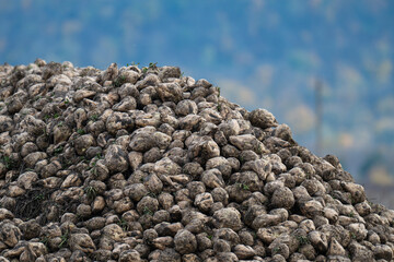 sugar beet harvest in the field
