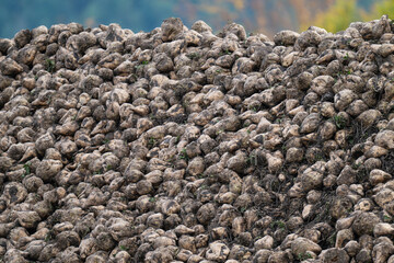 sugar beet harvest in the field