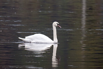 a swan swims on the river