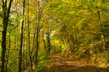 Herbstwald bei Oberweier in der Ortenau