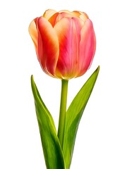Vibrant Tulip Blossom - A Study in Color and Form.