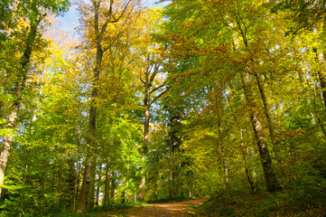 Fototapeta premium Herbstwald bei Oberweier in der Ortenau