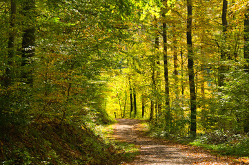 Herbstwald bei Oberweier in der Ortenau