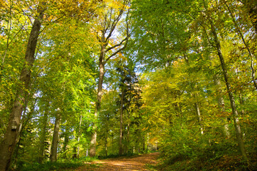 Herbstwald bei Oberweier in der Ortenau