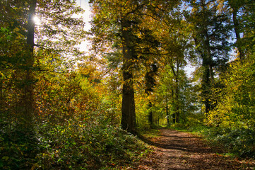 Herbstwald bei Oberweier in der Ortenau