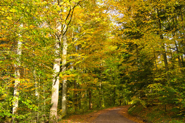 Fototapeta premium Herbstwald bei Oberweier in der Ortenau