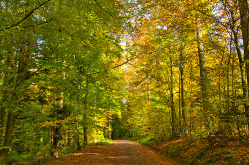Herbstwald bei Oberweier in der Ortenau