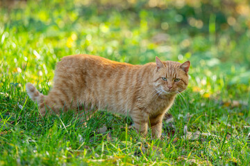 ginger cat in nature