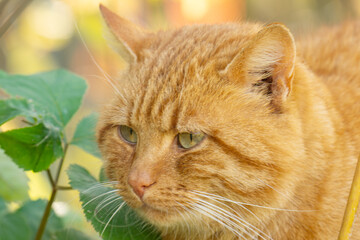 ginger cat in nature