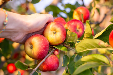 A hand reaches for ripe, bright apples on a thick branch in an orchard during harvest time