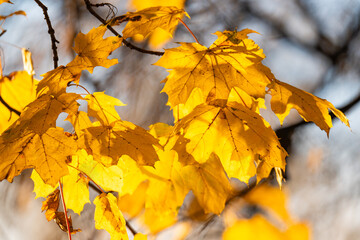  yellow maple leaves in autumn