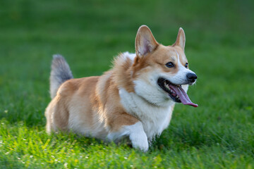 Welsh Corgi running on green grass