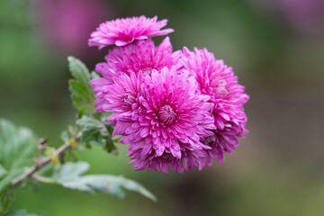 Fototapeta premium Chrysanthemum flowers in a flowerbed