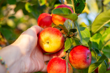 A hand reaches for ripe, bright apples on a thick branch in an orchard during harvest time