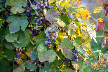 Abundant clusters of ripe dark grapes bloom profusely on lush vines in the warm sunlight