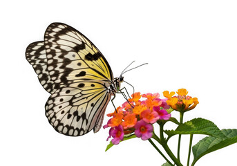Obraz premium Delicate white butterfly alights on vibrant orange and pink flowers in stunning detail isolated on transparent background