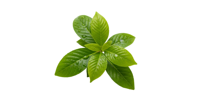 A vibrant green plant with glossy leaves, isolated on a transparent background, showcasing natural beauty and growth - Powered by Adobe