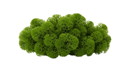 Reindeer moss, a type of lichen, isolated on transparent background
