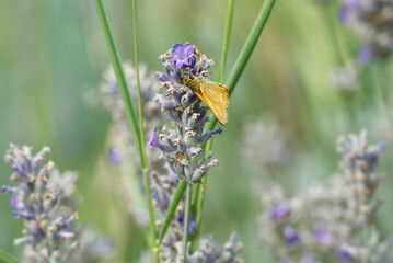 Large Skipper butterfly (Ochlodes sylvanus) perched on lavender plant in Zurich, Switzerland