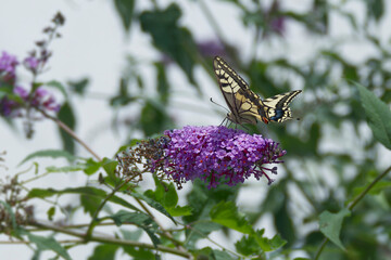 Old World Swallowtail or common yellow swallowtail (Papilio machaon) sitting on summer lilac in Zurich, Switzerland