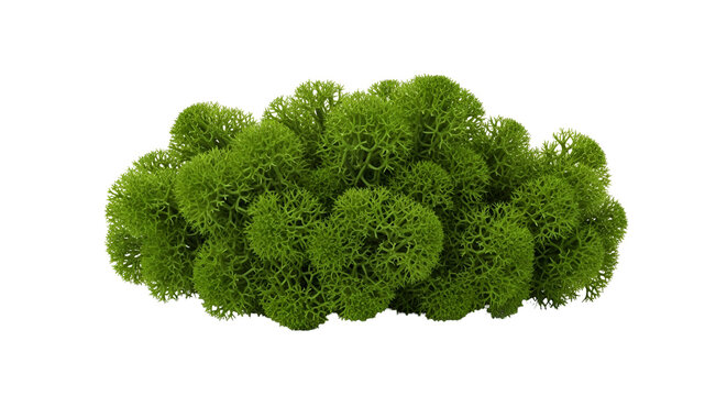 Reindeer moss, a type of lichen, isolated on transparent background