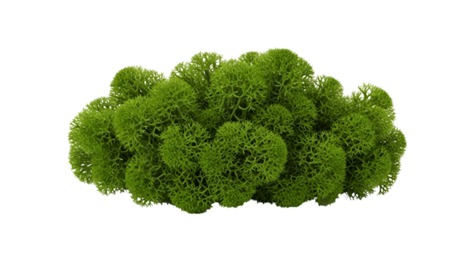Reindeer moss, a type of lichen, isolated on transparent background