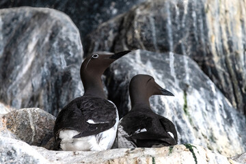 Two Common Murre (Uria Aalge) Sitting On Their Nest On A Rock
