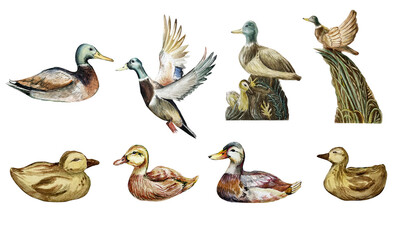 Watercolor clipart set with wild ducks, reeds, lotus flowers, binoculars, backpack, cap, and paint textures. Perfect for nature-themed designs, adventure projects, scrapbooking, and DIY crafts