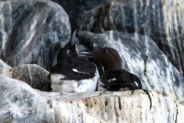 Two Common Murre (Uria Aalge) Sitting On Their Nest On A Rock