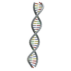 DNA strand isolated on a transparent or white background. PNG