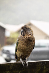 Colorful kea parrot posing in rainy landscape. Wild kea parrot in the Arthurs Pass, New Zealand. 