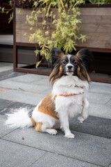 Energetic Papillon Dog Raising Paw Outdoors
