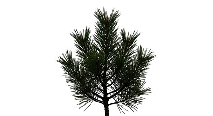 An isolated evergreen pine, with its distinctive needles, silhouetted against a pure white background, ideal for minimalist designs ,bright ,green ,calm